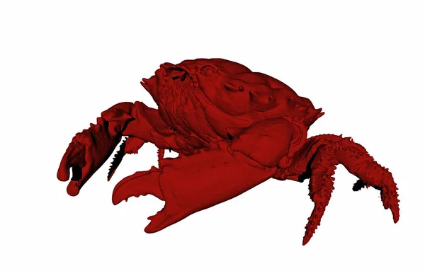 Κόκκινο Καβούρι Παραλίας Σκληρό Κέλυφος — Φωτογραφία Αρχείου