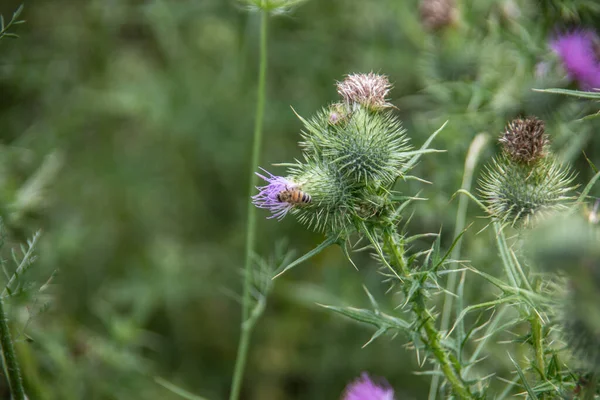 Thistle Flowers Bees Butterflies Visitors — Stock Photo, Image