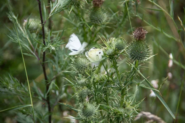 Thistle Blommor Med Bin Och Fjärilar Som Besökare — Stockfoto