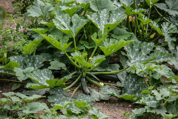 Large Zucchini Plants Fruit Flowers Garden — Stock Photo, Image