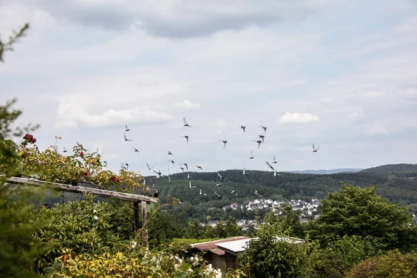 ハトの群れが風景の上に円の中を飛ぶ — ストック写真