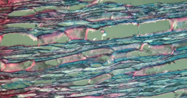 Karahindiba Taproot Uzunlukları Mikroskop Altında — Stok video
