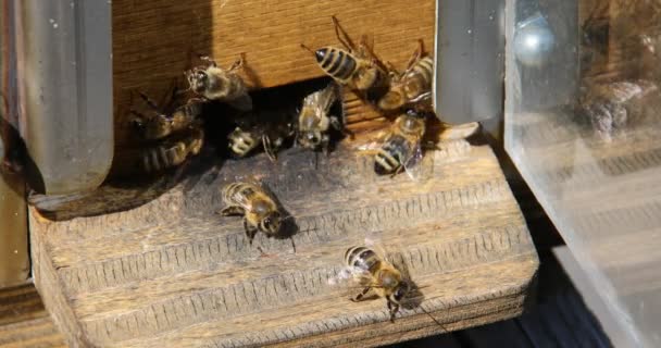 Arılar Bal Peteği Yapıp Yavruları Besliyor — Stok video