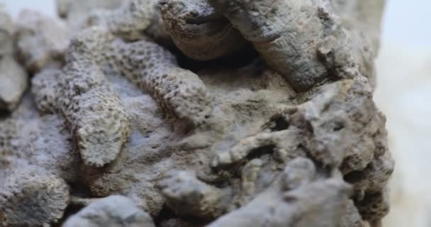 Milhão Anos Atrás Corais Fossilizados Recife Pré Histórico — Vídeo de Stock