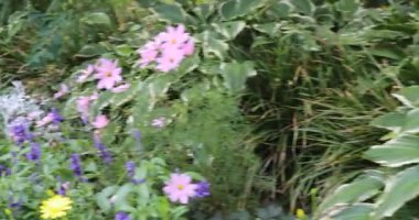 Parktaki muhteşem cennet çiçeği çayırı.