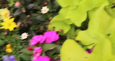 Parktaki muhteşem cennet çiçeği çayırı.