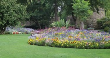 Parktaki muhteşem cennet çiçeği çayırı.