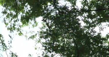 Gökyüzü ve küllerin dalları kendi kendilerine dönerler. 