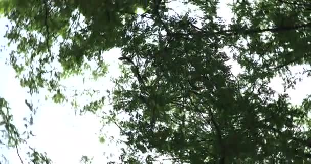 灰の枝や空は かれらの上に高く登り — ストック動画