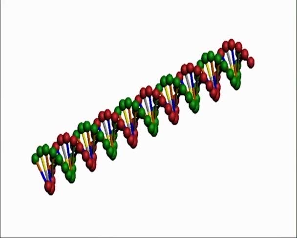 Doppelhelix Des Dna Strangs Mit Basenpaaren Rotiert Auf Dem Bildschirm — Stockvideo