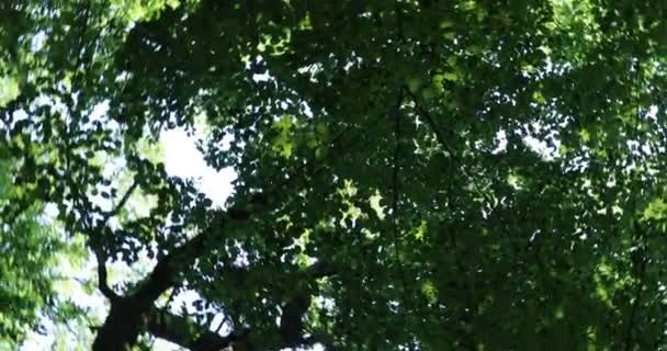 Ciel Les Branches Des Arbres Feuilles Caduques Tournent Sur Eux — Video