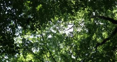 Gök ve ağaç dalları bükülmüş,