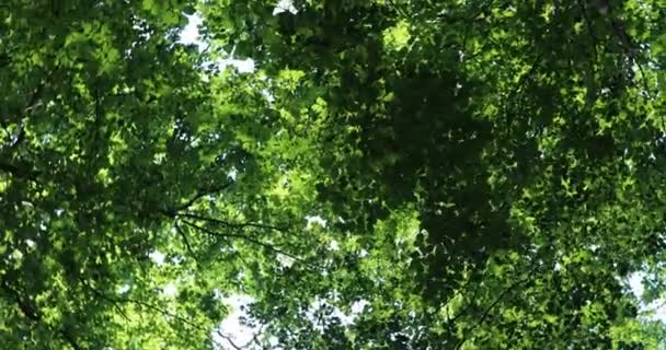 空と落葉樹の枝が向きを変え — ストック動画