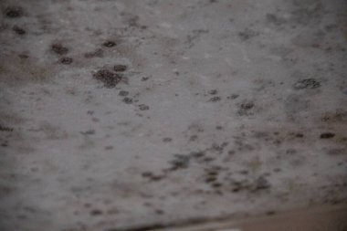 Evin duvarlarında tehlikeli siyah küf var.