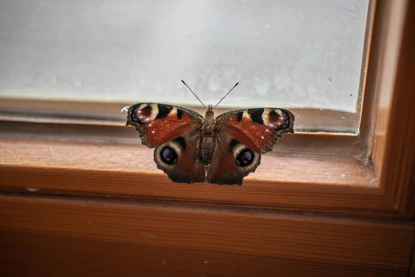 蝴蝶在窗前飞舞 — 图库照片