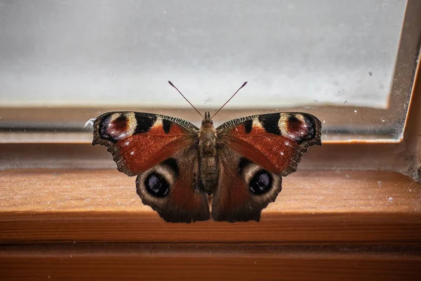 Πεταλούδα Κυματίζει Στο Παράθυρο — Φωτογραφία Αρχείου