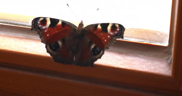 Des Papillons Voltigent Fenêtre — Video