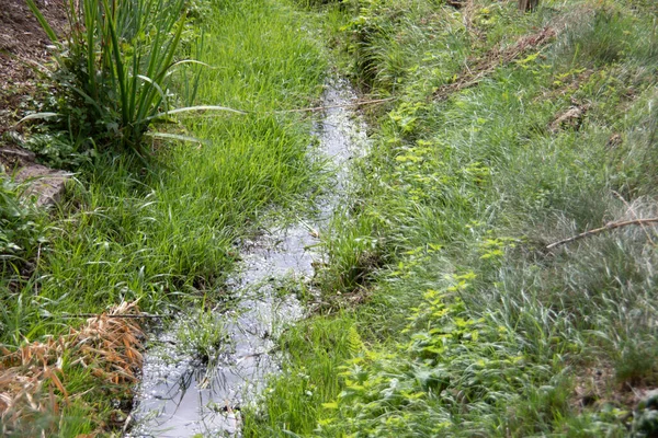 Small Stream Flows Notched Green Area Glitters Light — Stock Photo, Image