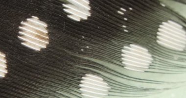 Büyüteçin altında bir kobay kuşunun büyümüş tüyünü görebilirsiniz.