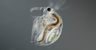 Embriyosu olan su piresi ve su damlasında büyütülmüş anten.