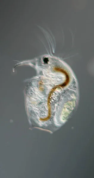 Wasserfloh Mit Embryo Und Fühlern Bei Hoher Vergrößerung Wassertropfen — Stockfoto