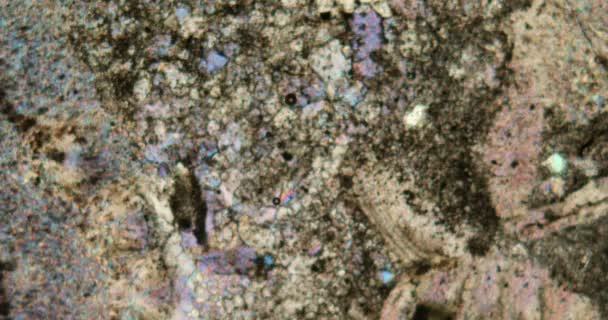 Sandstein Dünnschnitt Mit Eingeschlossenen Fossilien Unter Dem Mikroskop — Stockvideo