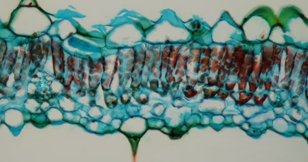 Лист Руелии Поперечном Сечении Микроскопом 200X — стоковое видео