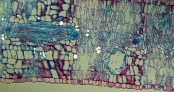 Liść Eukaliptusa Przekroju Poprzecznym Pod Mikroskopem 100X — Wideo stockowe