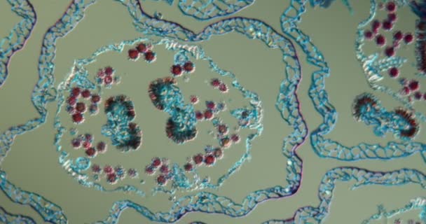 Sebuah Bunga Daisy Dalam Penampang Bawah Mikroskop 100X — Stok Video
