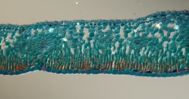 Azelea Mikroskop Altında Çapraz Kesitte 100X — Stok video