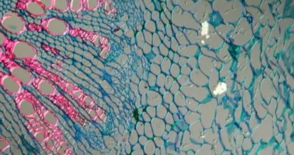 Πετιόλα Φασολιού Runner Διατομή Κάτω Από Μικροσκόπιο 100X — Αρχείο Βίντεο