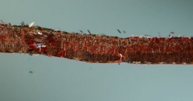 Mikroskop altında ağlayan söğüt yaprağı.