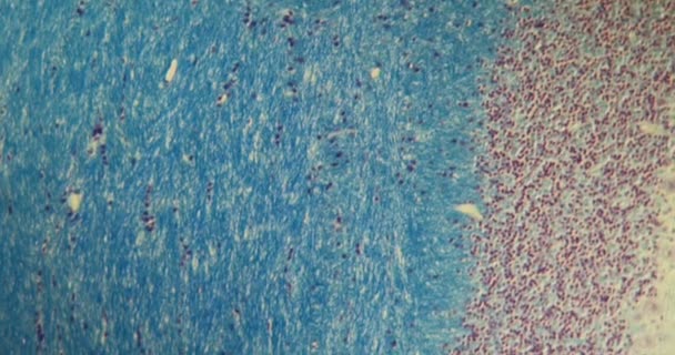 100X显微镜下大鼠横断面中枢神经系统Cns — 图库视频影像