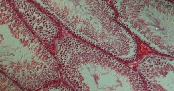 Testis Tikus Dalam Penampang Bawah Mikroskop 100X — Stok Video