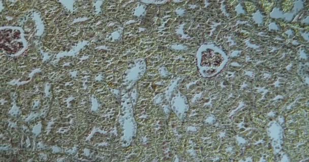 顕微鏡下の断面のラットの腎臓100倍 — ストック動画