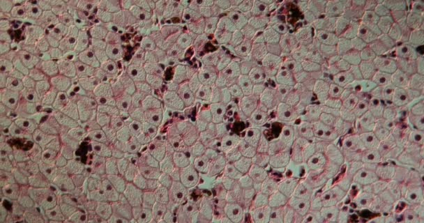 Fígado Axolotl Seção Transversal Sob Microscópio 100X — Vídeo de Stock