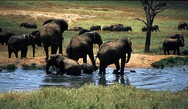 Olifanten Afrikaanse Steppe — Stockfoto