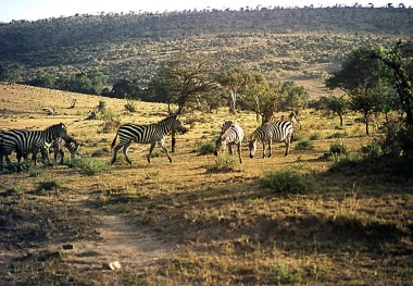 Afrika savanasında otlayan zebralar