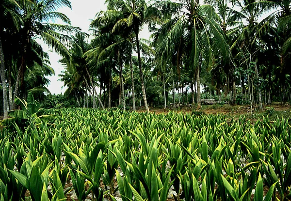 Bananplantage Framför Stora Kokosnötsträd Bakgrunden — Stockfoto