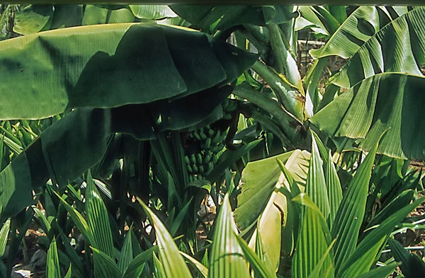 Plantação Banana Frente Grandes Coqueiros Fundo — Fotografia de Stock