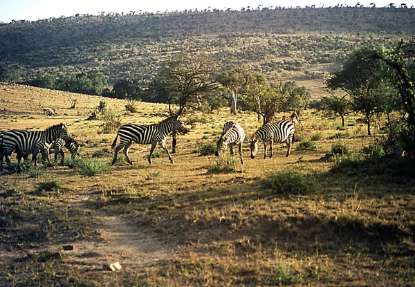 Zebre Nella Savana Africana Mentre Pascolano — Foto Stock