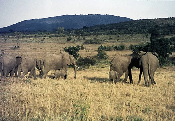 Elefanten Der Afrikanischen Steppe — Stockfoto