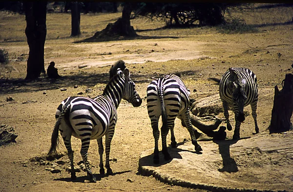 Zebry Sawannie Afrykańskiej Podczas Wypasu — Zdjęcie stockowe