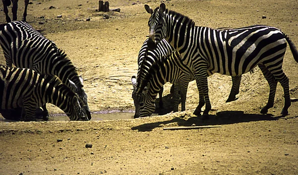 Afrika Savanasında Otlayan Zebralar — Stok fotoğraf