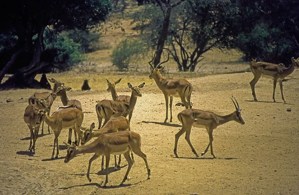 Antelopes Estepe Africana — Fotografia de Stock