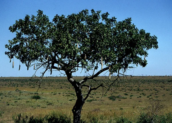 Een Enkele Acaciaboom Savanne Van Afrika Zorgt Voor Enige Schaduw — Stockfoto