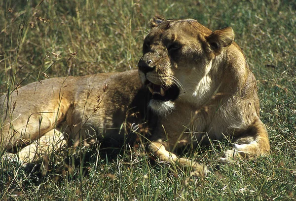 Leeuwen Afrikaanse Savanne Met Jonge Dieren — Stockfoto