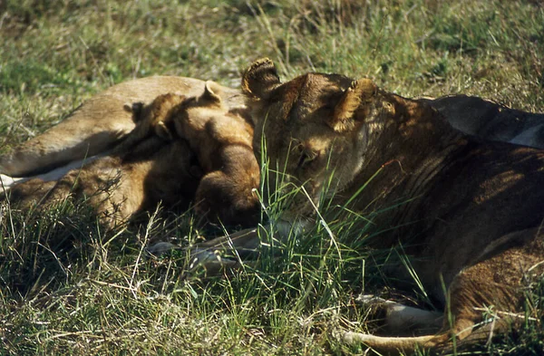 Leoni Nella Savana Africana Con Giovani Animali — Foto Stock