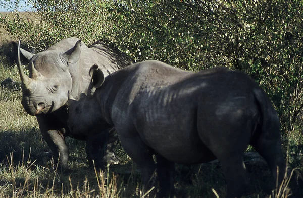 Rhinos Sabana Del Este África —  Fotos de Stock