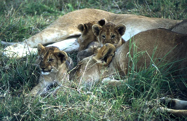 Lvi Africké Savaně Mladými Zvířaty — Stock fotografie